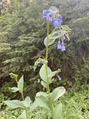 Mertensia paniculata