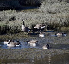 Branta canadensis
