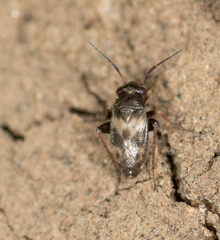 Spanagonicus albofasciatus