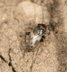 Spanagonicus albofasciatus
