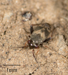 Spanagonicus albofasciatus