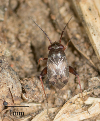 Spanagonicus albofasciatus
