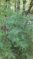 Juniperus virginiana