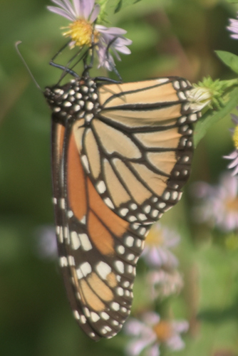 Monarch photographed in Wisconsin