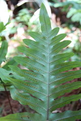 Phlebodium pseudoaureum