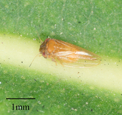 Ctenarytaina longicauda