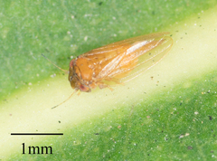Ctenarytaina longicauda