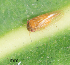 Ctenarytaina longicauda