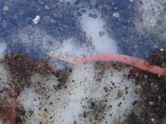 Cerebratulus lacteus