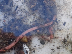 Cerebratulus lacteus