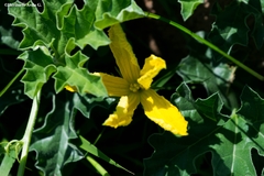 Apodanthera undulata