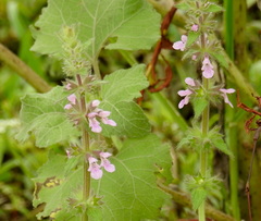 Stachys melissifolia