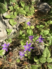 Brodiaea elegans elegans
