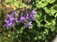 Brodiaea elegans elegans