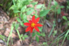 Dahlia coccinea
