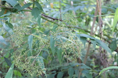 Coulterophytum laxum