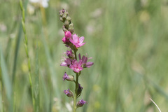 Sidalcea oregana spicata
