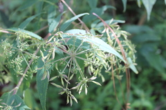 Coulterophytum holwayi