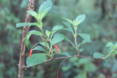 Fuchsia cylindracea
