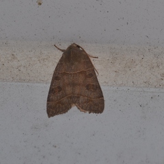 Ipimorpha pleonectusa