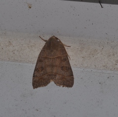 Ipimorpha pleonectusa