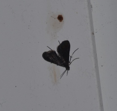 Elophila tinealis