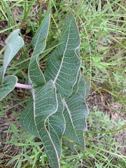 Asclepias humistrata image