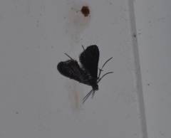 Elophila tinealis