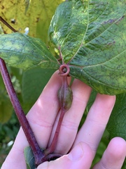 Neolasioptera vitinea