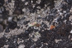 Erythridula victorialis