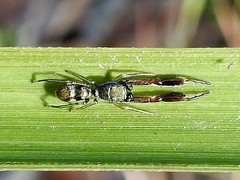 Ligonipes lacertosus