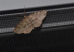 Melanolophia signataria