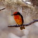 Galápagos Vermilion Flycatcher - Photo (c) Lip Kee, some rights reserved (CC BY-SA)