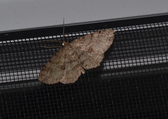 Melanolophia signataria