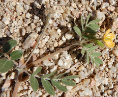 Kallstroemia californica