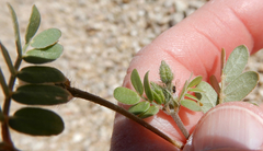 Kallstroemia californica