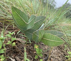 Asclepias humistrata image