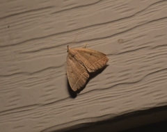 Zanclognatha jacchusalis