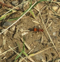 Dasymutilla creon