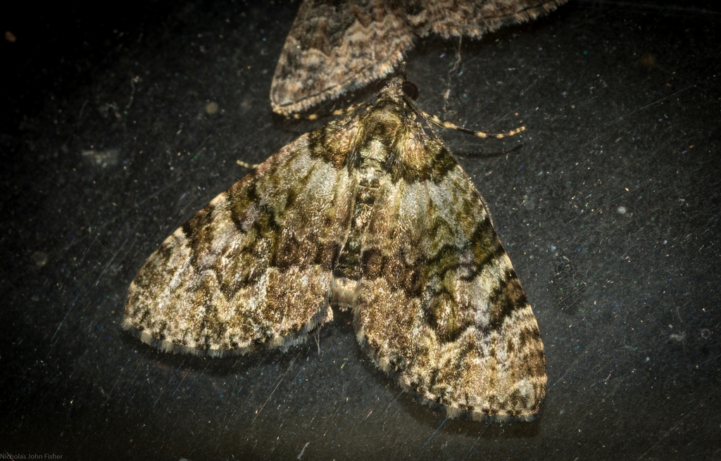 Heterochasta