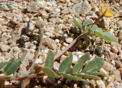 Kallstroemia californica