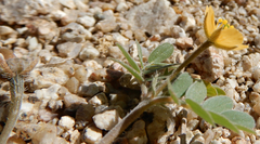 Kallstroemia californica