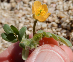 Kallstroemia californica