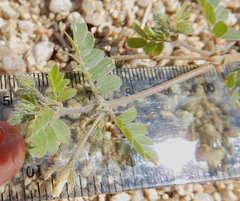 Kallstroemia californica