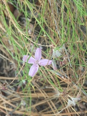 Stephanomeria tenuifolia