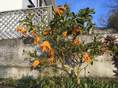 Citrus medica sarcodactylis