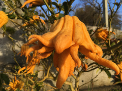 Citrus medica sarcodactylis