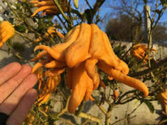 Citrus medica sarcodactylis