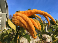 Citrus medica sarcodactylis