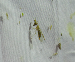 Mantispinae